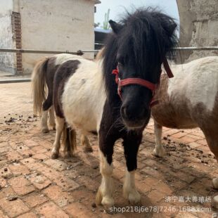 �����а��R�Bֳ���������^�^�p�T�˰��_�R�±����R�O���m���R���w