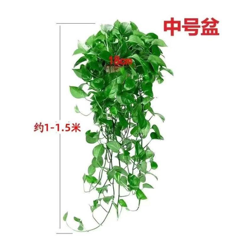 红盆长藤1盆(长60-115）+肥