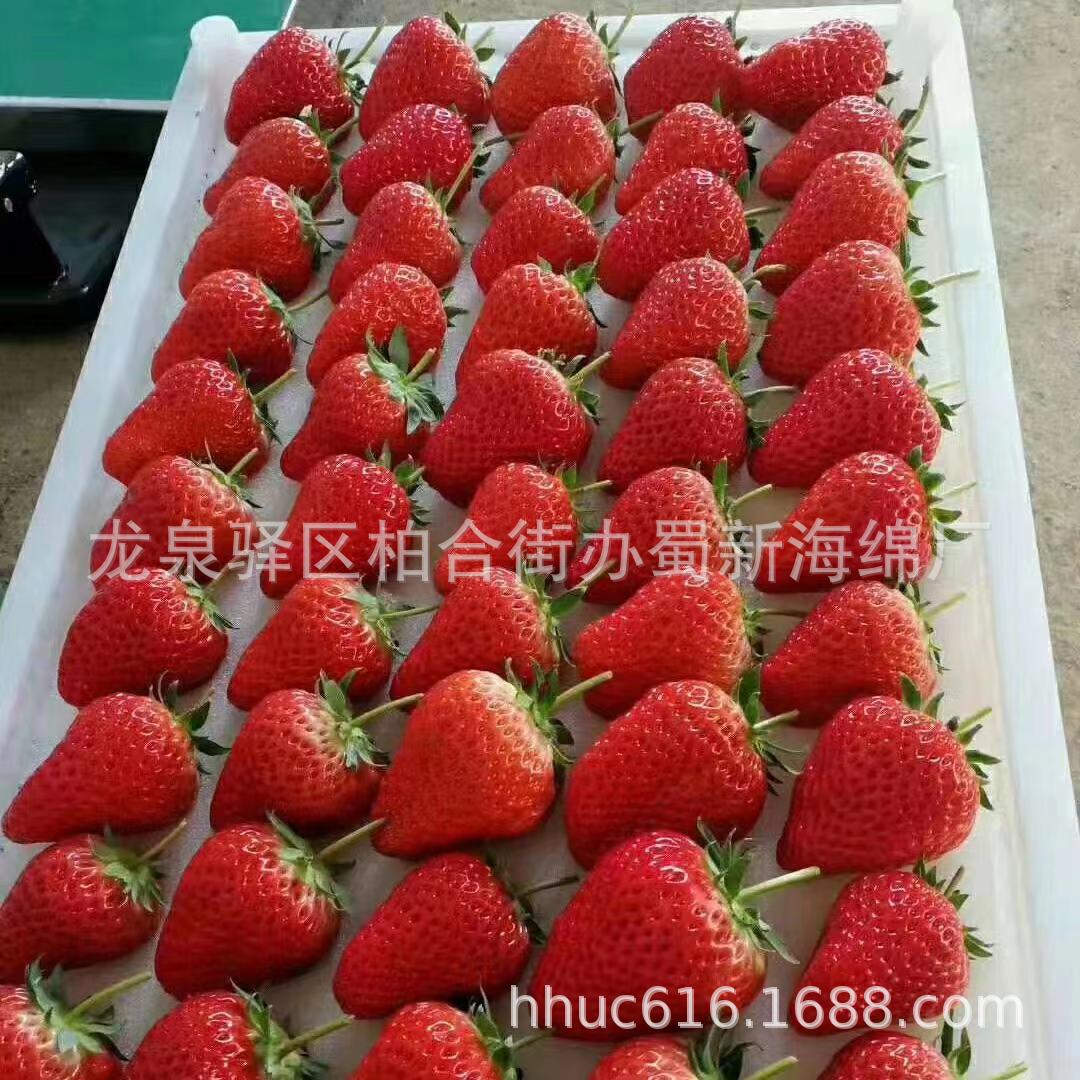 供聚氨酯打孔草莓海绵托/泡沫箱内托草莓海绵/77枚草莓定位海绵托