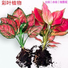����ʺ����f��tˮ��Gֲ���k���҃�ˮ�B�G�}�j�������Ժ��B��