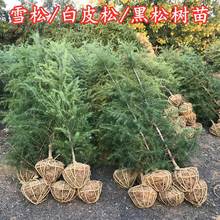 雪松树苗宝塔松圣诞树庭院名贵绿化苗木四季常青耐寒植物花卉