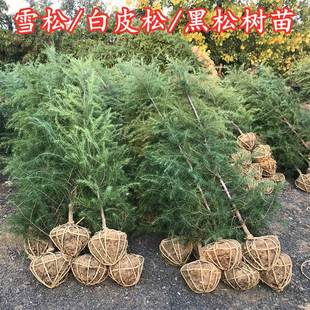 Cedar Saplings, Pagoda Pine, Christmas Tree, Courtyard, Precious Greening Seedlings, Evergreen and Cold-Resistant Plants and Florals in All Seasons