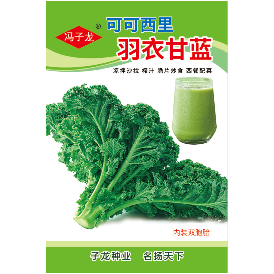 可可西里羽衣甘蓝  冯子龙种苗公司直售批零基地种植观赏蔬菜种子