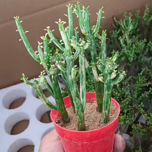 Peng Coral Brocade Natural Brocade Green Plants for Direct Sale in Greenhouses