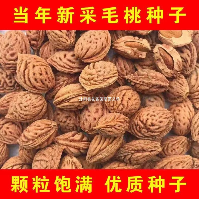 毛桃种子 当年新采 桃树种子 毛桃核种子 毛桃树种批发 桃胡种子