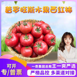 【严选】山东烟台普罗旺斯水果西红柿 代发3斤自然熟番茄新鲜蔬菜