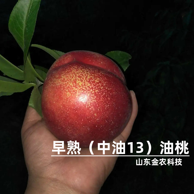 嫁接中油13号桃树苗6月下旬成熟早熟46-28油桃苗南北方种当年结