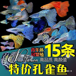 孔雀鱼活物纯种观赏鱼宠物鱼淡水小型鱼热带鱼苗好养耐活金鱼