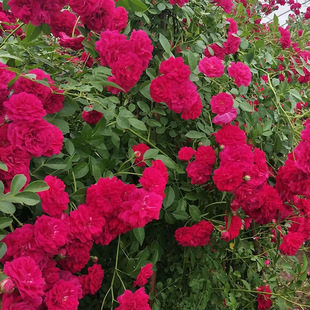Wholesale Sweet Red Woody Seedlings Climbing Vine Florals with Long Flowering Period and Strong Aromatic Woody Florals Qilixiang Potted Ground Planting