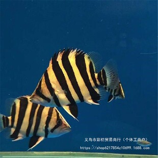 �K�T���D��ӡ�Ợ�~���w�K���~�缃���y�ļy���Ꭷ�^�p���~���~