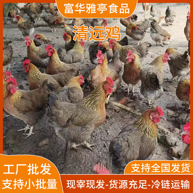 正宗广东清远鸡走地鸡新鲜现宰现杀冰鲜发货农家散养批发清远鸡