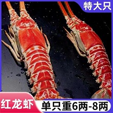 红龙虾鲜活超大冷冻龙虾速冻红龙虾角脊龙虾海鲜水产大虾饲料野生