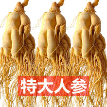 �L��ɽ�˅� �|���خa�r�˅��ݾƴ󅢟������a�B���L��ɽ���l