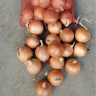 �����n���S���[8-11��ߴ�o���o�r�����C�S���[