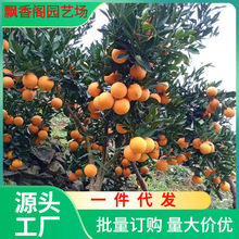 一件代发红心橙子树苗奉节脐橙苗纽荷尔橙子树苗南方种植盆栽庭院