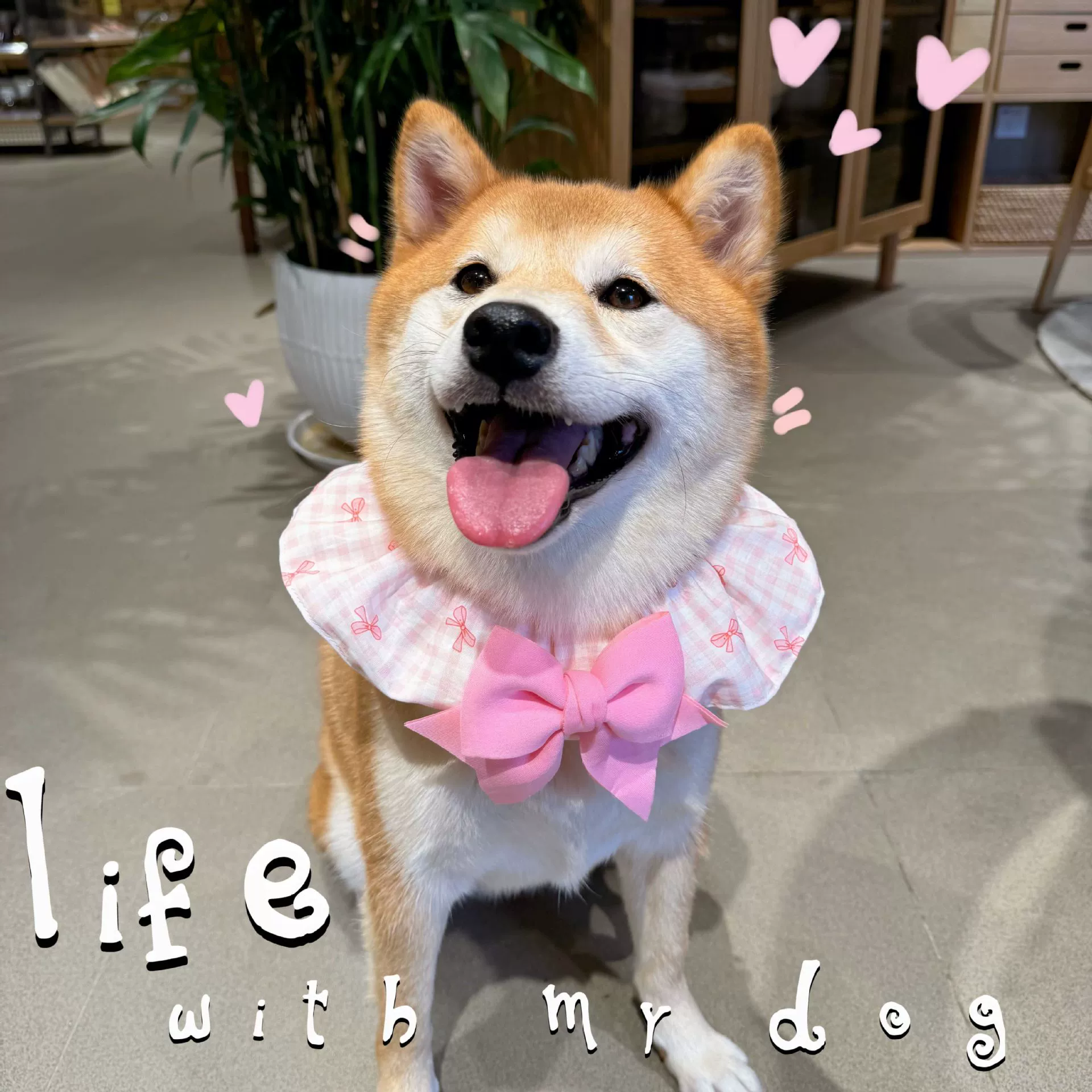 Набор головок домашних животных кружева в клетку с воротником-воротником