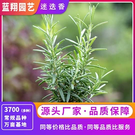 种子;种苗;种球