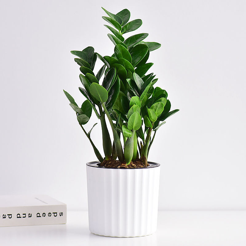 金钱木盆栽室内喜阴绿植四季常绿客厅桌面花卉办公室摇钱树钱串子