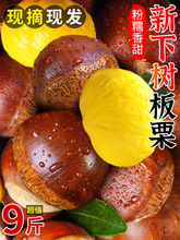 板栗生新鲜当季2025新鲜嫩野生板栗毛栗子农家板栗非锥栗小油栗子