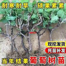 新品种藤稔葡萄特大乒乓球葡萄苗巨峰树苗当年结果南北方四季种植