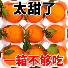 丑橘不知火带叶发货才新鲜四川丑八怪桔子爆甜新鲜孕妇水果