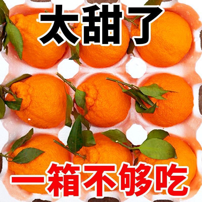 丑橘不知火带叶发货才新鲜四川丑八怪桔子爆甜新鲜孕妇水果