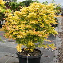 �S��������S������ձ��t�������֮��ͥԺ���Ի���ֲ��G����ľ