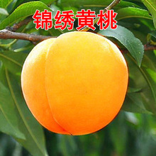 �S�Ҙ��m�����Ҙ����޽�ˮ�������Ϸ������Nֲ����Y��ë�һ���