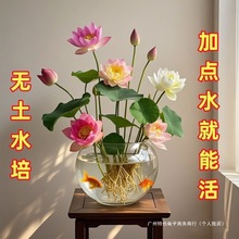 ��ɏ�N�߲������ɫˮ�໨��ˮ�B�ļ�ɏ���Nɏź�Gֲˮ��ɏ��