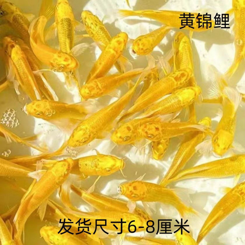 観賞魚、黄色の鯉、金魚、活魚、鯉、冷水魚、小型の淡水魚、飼育しやすい、耐久性のある黒鯉|undefined