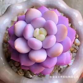 新品多肉套餐孔雀冰淇淋紫霞侧影植物好养室内阳台办公室盆栽