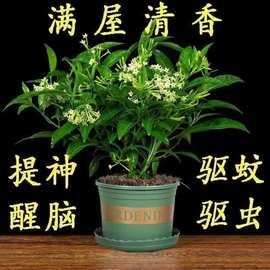 夜来香香花植物内外驱蚊阳台树苗花树易九里香栽植开花室内夜来四