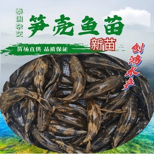 �����硿̩���S���~�� �s���S���~�� 녰߼����k  ��ˮ�Bֳ