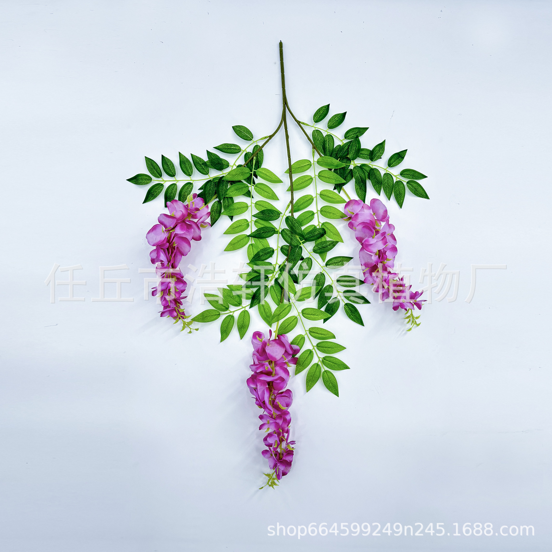 보라색