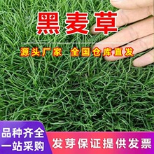 黑麦草种子耐寒草坪种子蓝标多年生黑麦草草籽四季常青护坡固土