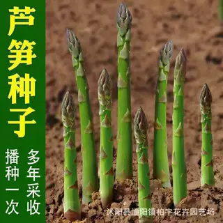 跨境小包种子芦笋种子阳台盆栽绿色芦笋紫色水果芦笋白色芦笋种子