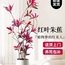 �t�~�콶�Gֲ�҃ȴ��������k���ҿ͏d���ʽ�辰�滨���B�׻�ֲ��