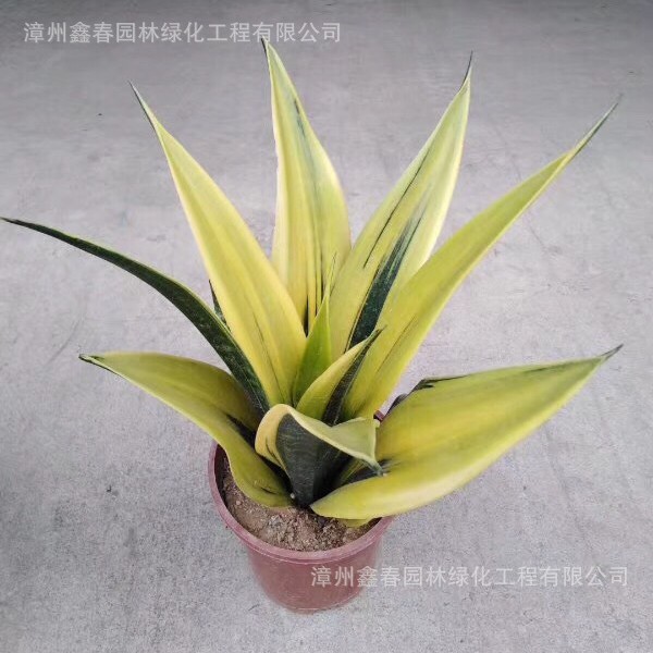 黄金兰虎皮兰Sansevieria小苗批发稀有金边虎尾兰景观绿化盆栽