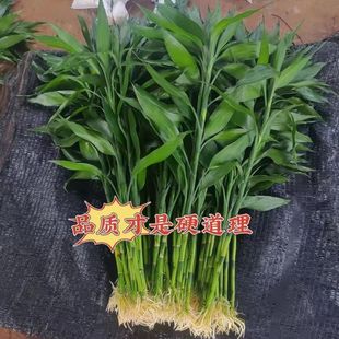 ����횸��F��ˮ��͏d���~���ԑ���ˮ���k���ҾGֲ��ݗ����B��