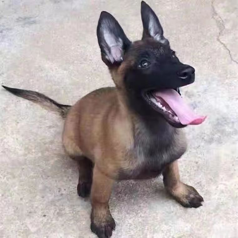 纯种血统马犬幼犬比利时警犬护卫犬大骨架活体宠物狗狗爆红已免疫-阿里巴巴