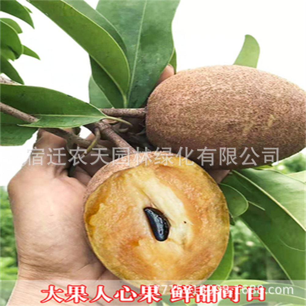 人心果树苗四季结果超甜人参果苗盆栽地栽南北方种植当年结果苗