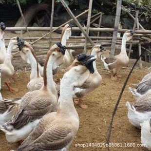 �����ش��^�{�^�Z�ش󼃷N��ɫ�������ڪ{�^�Z����С�Z�F؛�{���^