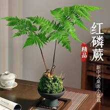 ˮ��ֲ��ާ����Լt��ާ̦�\��һ�~ާ�҃��������ʽ�U���辰�Gֲ