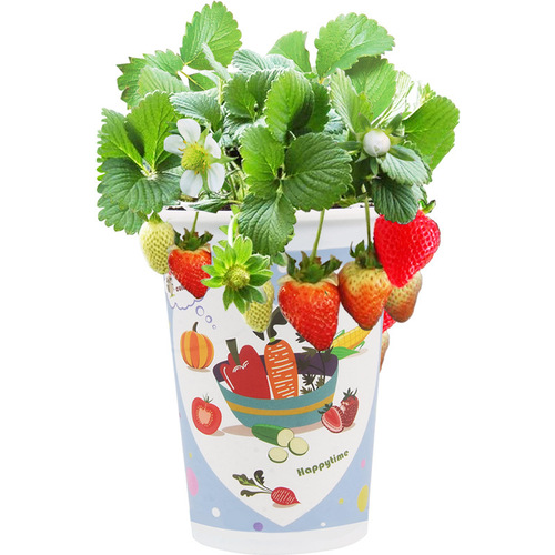 Happy Farm diy children planting gift creative mini plant kindergarten cute small potted micro