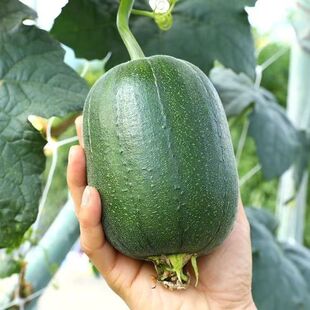 �������ԡ��O���z�ϷN�Ӳ˹ϷN�������ѷN���N�߲˲����ļ��N����