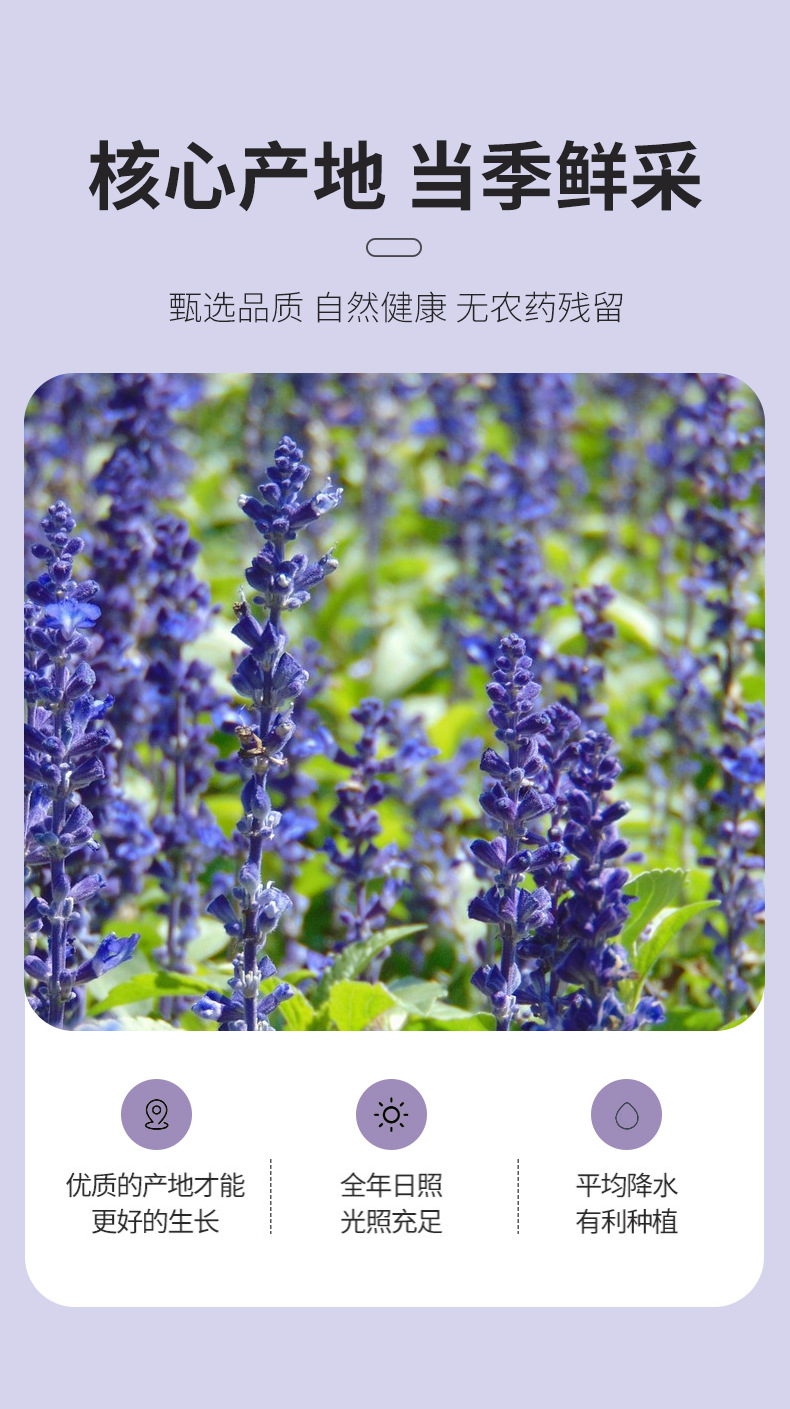 Dried Lavender Buds Xinjiang Yili Aromatic Herbal Flowers 500g Bag for Tea Sachets and Culinary Use quality and texture