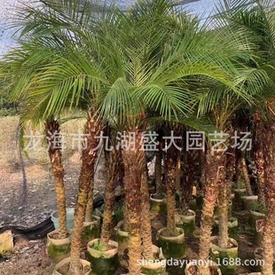 Fujian Wholesale Beautiful Needle Sunflower Beautiful Needle Sunflower Wholesale Beautiful Needle Sunflower Price Beautiful Needle Sunflower Quote