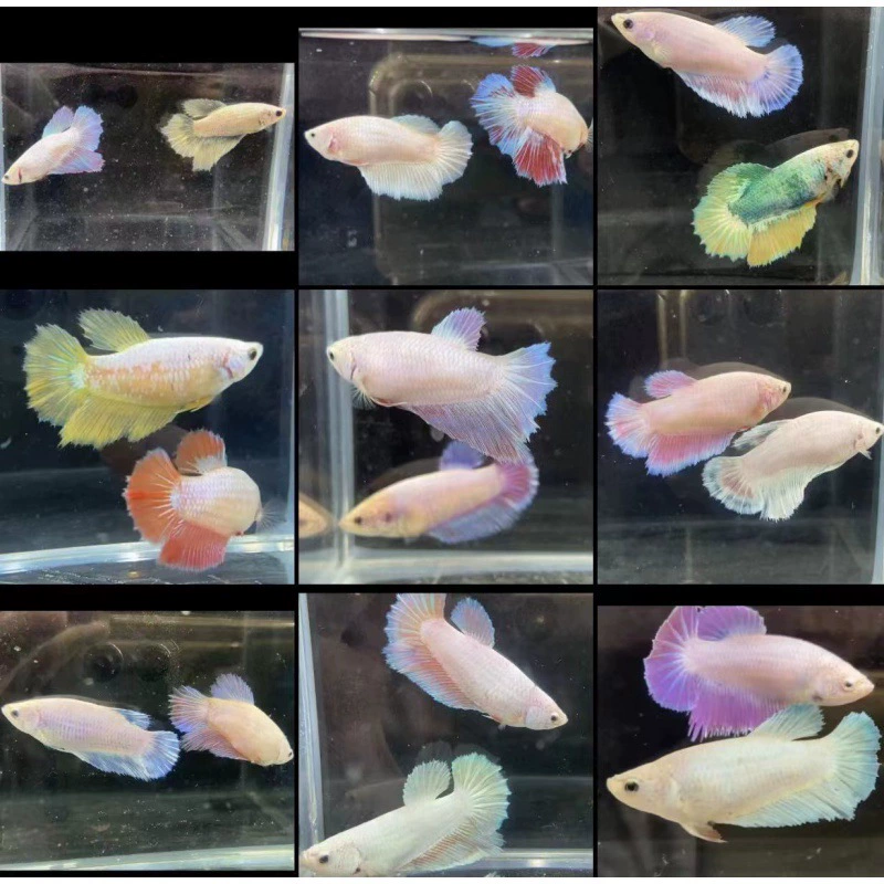 Таидоуй живые tropical ornamental fish Lion King Wedding fish Half Moon Male Fish Horsetail Night Market Stand Интернет-знаменитость оптом