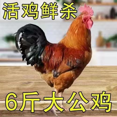 【放し飼い2年雄鶏】本場田舎の雄鶏、生鶏、地鶏、薪鶏、放し飼い鶏|undefined