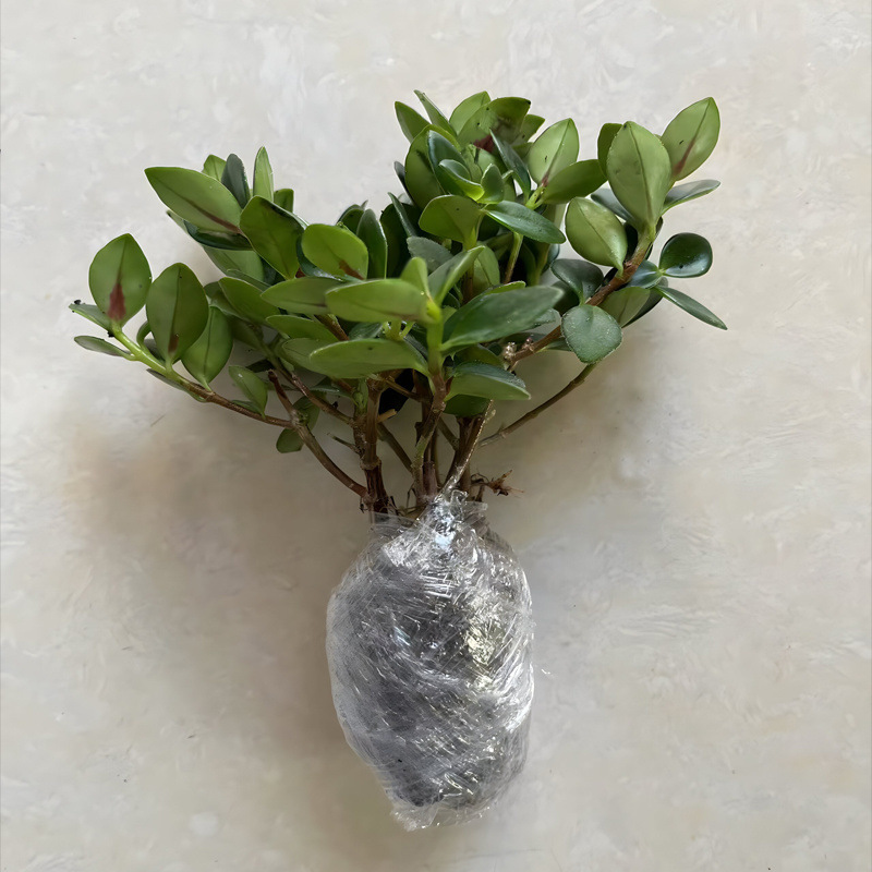 금붕어 꽃 : 약 4 개 + 화분 흙 + 비료 제외